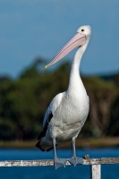 Pelikan australsky - Pelecanus conspicillatus - Australian Pelican o3596